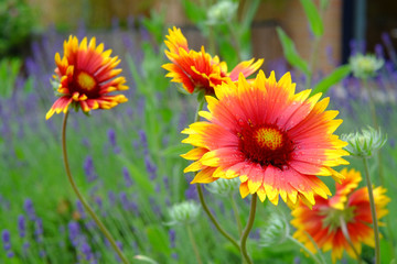 Ein farbenfroher Sonenhut im Garten 