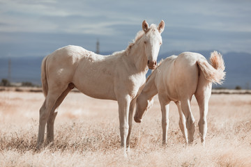 Obraz premium white horse family in the middle of nature