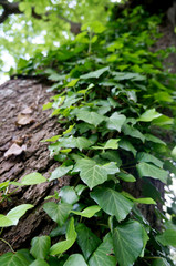 beautiful green ivy on a tree trunk 