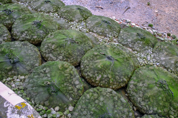Gabion sacks full of stones in situ beside river bank.
