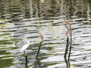 water pollution