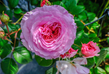 Beautiful single old English pink rose.