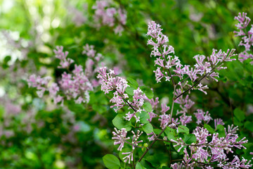 Obraz premium dwarf fragrant lilac variety called Syringa meyeri Palibin