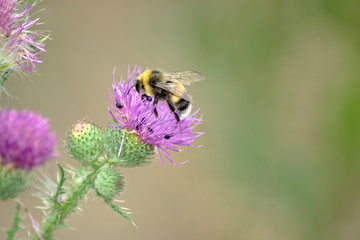 The insect on the purple flower