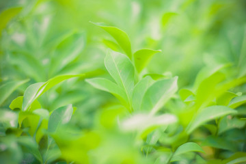 Obraz premium green nature background 