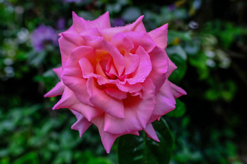 Close up shot of single pink rose with water droplets