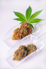 Dried cannabis buds with marijuana leaf isolated over white