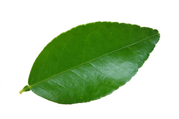 Fototapeta na wymiar lime​ leaf​ isolated​ on​ white​ background.​ green​ leaves​ with​ white​ background.​ 