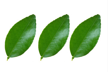 lime​ leaf​s isolated​  on​ white​ background.​ green​ leaves​ with​ white​ background.​ 