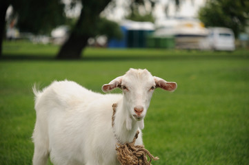 White goatling on the background of green lawn in the city park