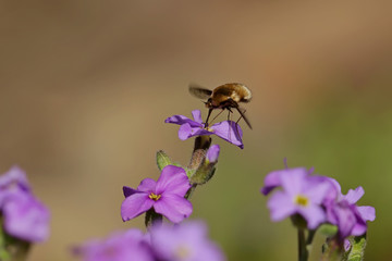 bee on a flower