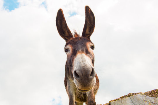 View to donkey standing at cloudy background looking at camera