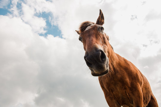 from below view of crop brown horse head in a cloudy background