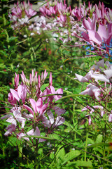 purple and white Cleome