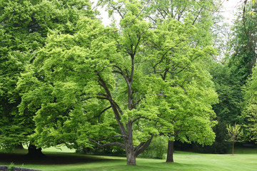 Hellgrünes Laub eines Magnolienbaums im Frühling, Magnolia soulangiana