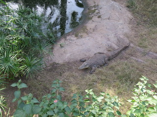 crocodile at the lake