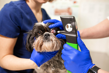Veterinary, ophthalmologists examine the injured eye of a dog and measure the pressure with a...