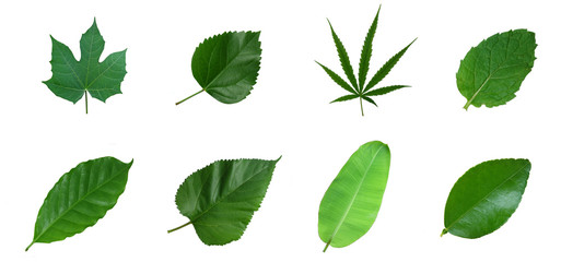 mixs​ green​ leaf​s​ isolated​ on​ white​ background.​ green​ leaves​ on​ white​ background.​ 