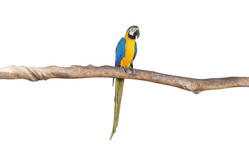 Macaw parrots stand on the branches​ with​ white​ background.​ isolated​ parrot.​ Bird.