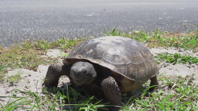 Gopher tortoise eating vegetation. 