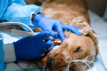close-up procedure of professional teeth cleaning dog in a veterinary clinic. Anesthetized dog with sensor on tongue. Pet healthcare concept