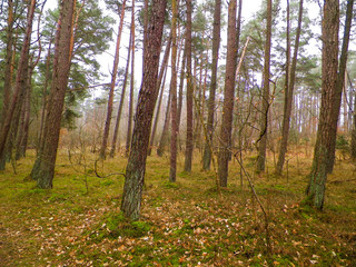 Pine forest, northern Poland.