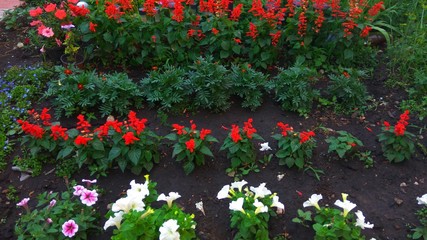 Flowers in a flower bed, red Salvia and white petunias are planted in rows