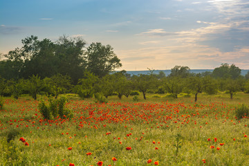 Wild Poppy Field