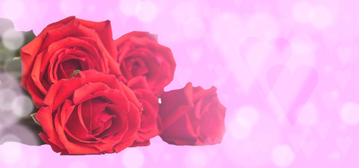 roses on a pink blurred background with hearts.Valentine's day