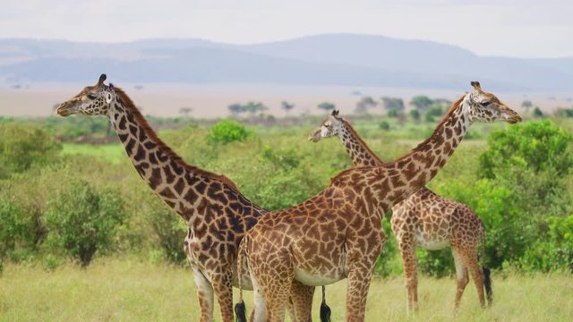Three Masai giraffes