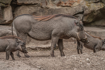 Family portrait of powerful and aggressive Warthogs (Phacochoerus africanus), African wild boars