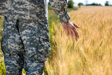 selective focus of soldier touching wheat in golden field