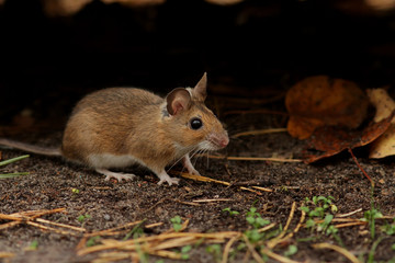 rat on a white background