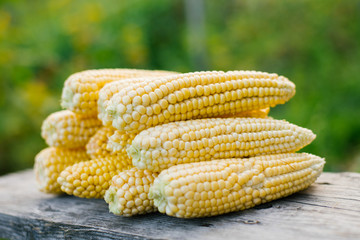 Fresh yellow sweet corn on the cob on a rustic wooden table, close-up