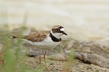 bird on the beach