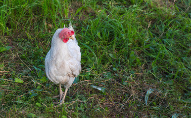 white chicken walks freely on green juicy grass in the backyard of the farm