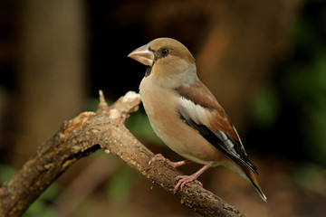 Obraz premium bird on a branch