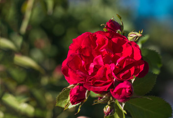 a bouquet of red roses growing in the home garden at sunset