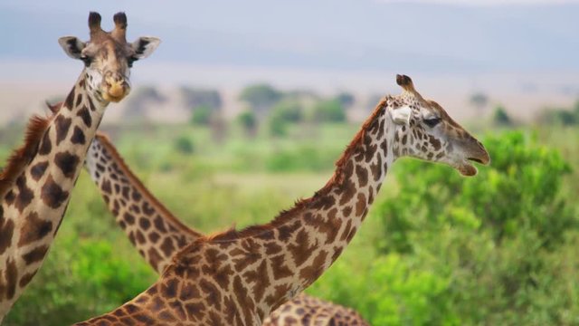 Close up view of giraffes, Africa