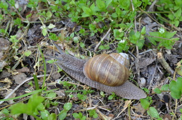 Ślimak winniczek w naturalnym środowisku w maju, Helix pomatia,  Polska © Ewa