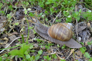 Ślimak winniczek w naturalnym środowisku w maju, Helix pomatia,  Polska © Ewa