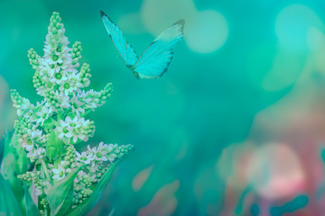 fly butterfly with white flowers on a toned on gentle soft blue and pink background outdoors close-up macro . Spring summer border template floral background. , free space.