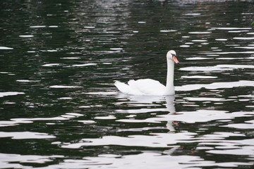 Mute Swan Swimming on a Lake - Cygnus Olor