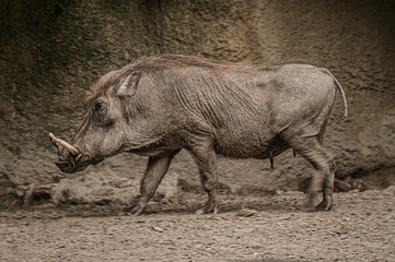 Family portrait of powerful and aggressive Warthogs (Phacochoerus africanus), African wild boars