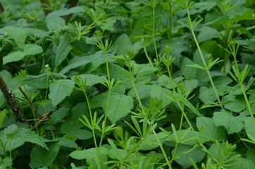 Bujne rośliny zielne wczesną wiosną © Ewa