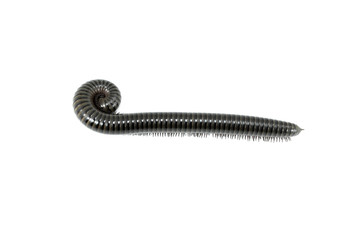 animal millipede on white background