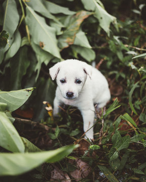 From above of adorable little puppy playing on green in Bali