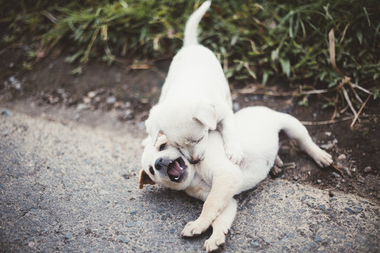 From above of adorable little puppies playing and biting each other on ground, Bali