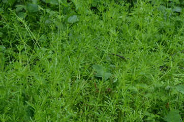 Przytulia czepna, gestwina zieleni, maj, Galium aparine