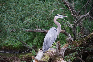Great Blue Heron on a Fallen Tree in a Lake - Ardea Herodias